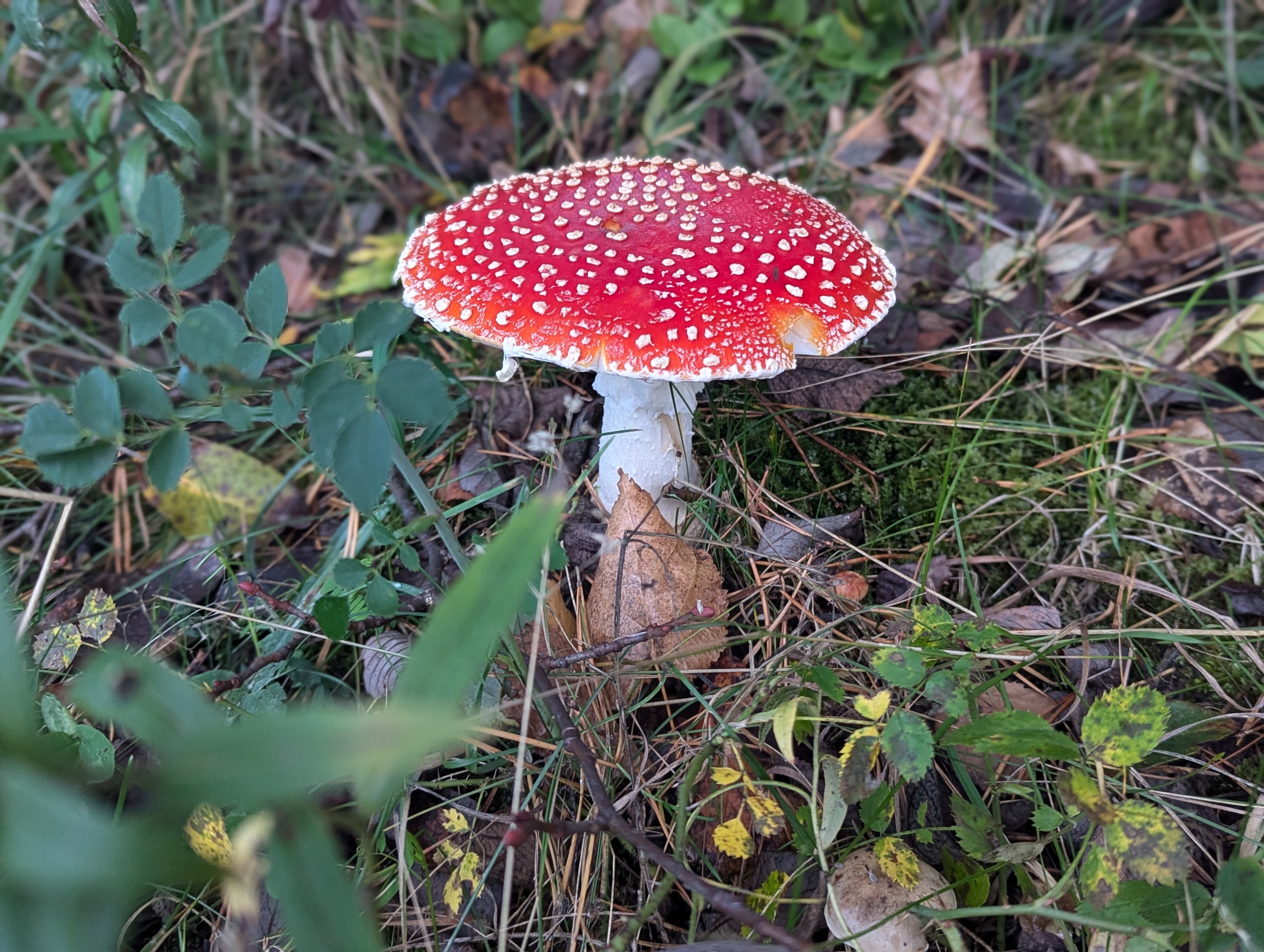The type of mushroom you eat once